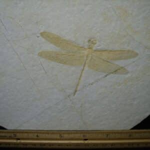Fossilized Dragonfly in Matrix  (021124h)