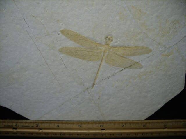 Fossilized Dragonfly in Matrix  (021124h)