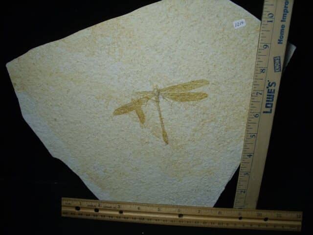 Fossilized Dragonfly in Matrix  (021124j) - Image 4