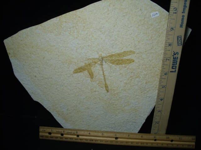 Fossilized Dragonfly in Matrix  (021124j) - Image 3