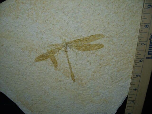 Fossilized Dragonfly in Matrix  (021124j) - Image 2