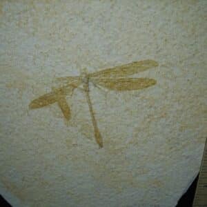 Fossilized Dragonfly in Matrix  (021124j)