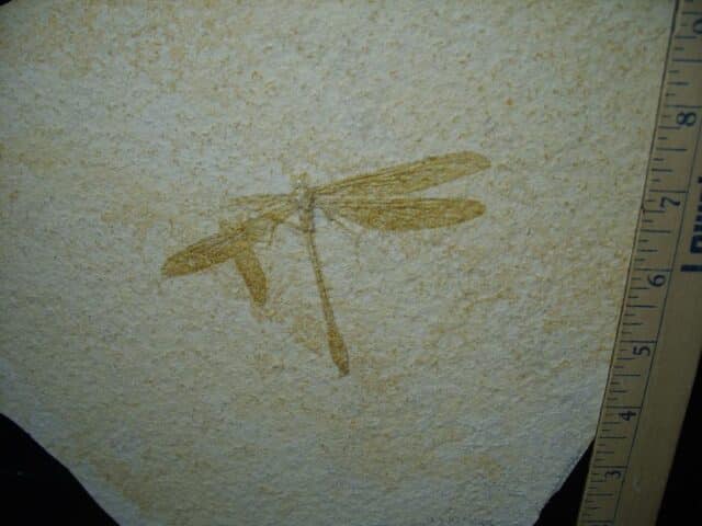 Fossilized Dragonfly in Matrix  (021124j)