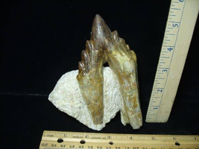 Basilosaurus Whale Tooth (021324b)