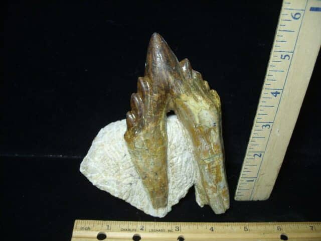 Basilosaurus Whale Tooth (021324b) - Image 2