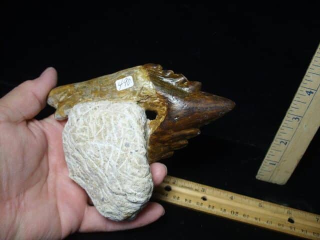 Basilosaurus Whale Tooth (021324b) - Image 3