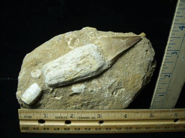 “Natural” Mosasaur Tooth in Rock (021324j)