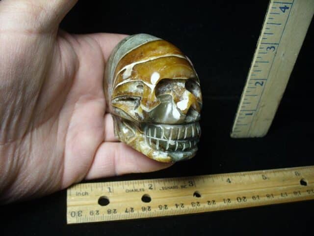 Nautilus Skull Carving (021424d)