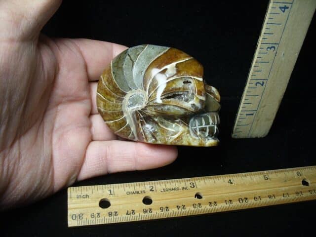 Nautilus Skull Carving (021424d) - Image 2