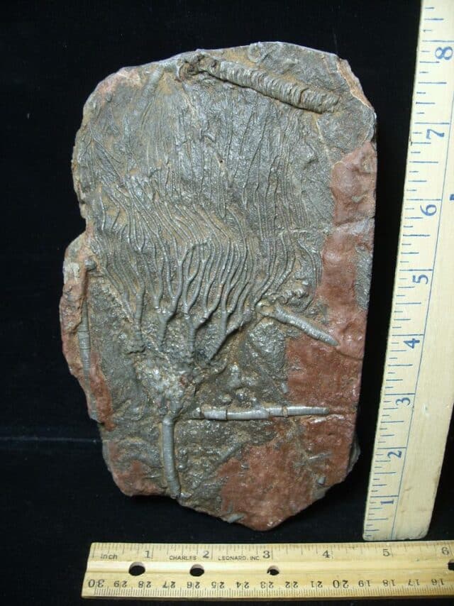 Fossil Crinoid With Head & Stem (021424g)