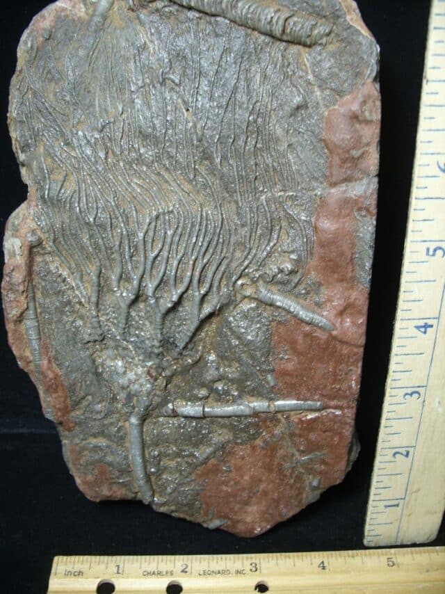 Fossil Crinoid With Head & Stem (021424g) - Image 2
