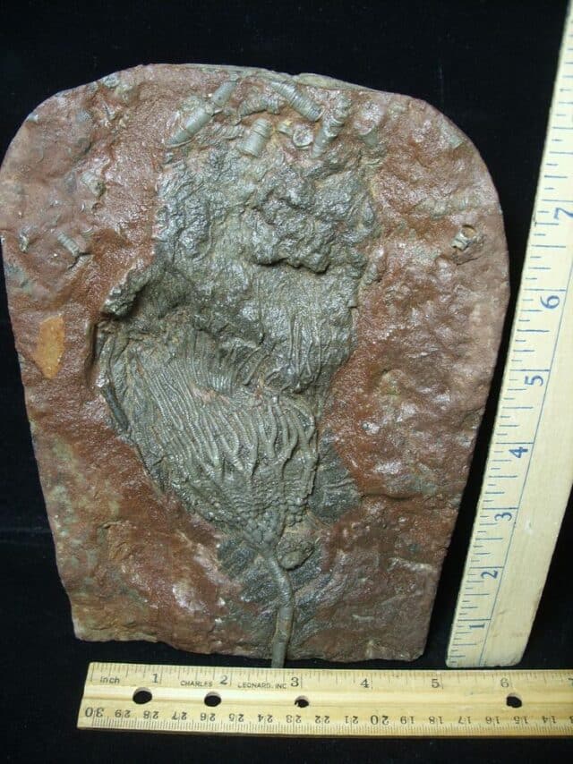 Fossil Crinoid With Head & Stem (021424j)
