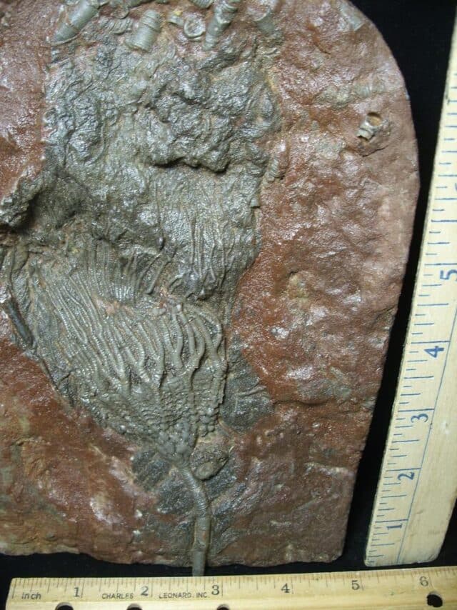 Fossil Crinoid With Head & Stem (021424j) - Image 2