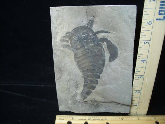 Eurypterid Specimen (022024e)