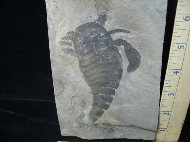 Eurypterid Specimen (022024e) - Image 2