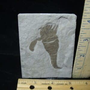 Eurypterid Specimen (022024f)