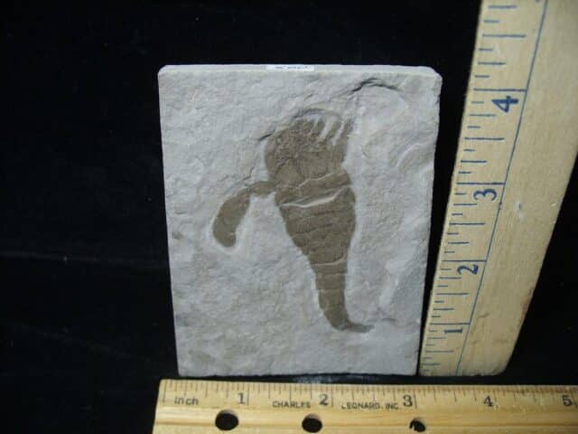 Eurypterid Specimen (022024f)