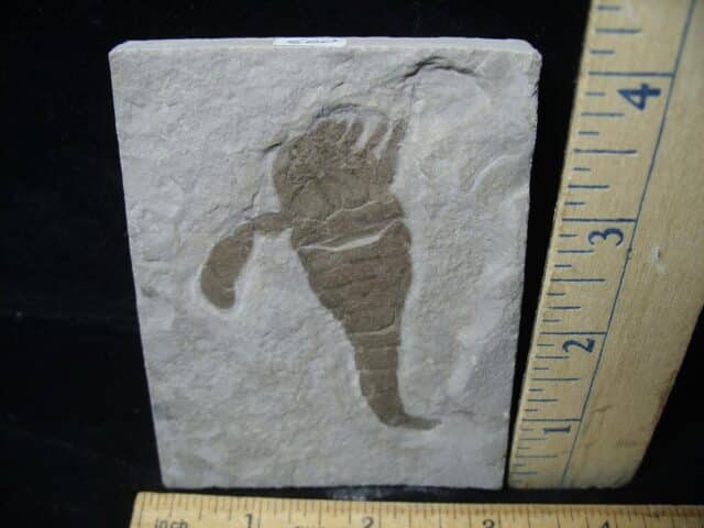 Eurypterid Specimen (022024f) - Image 2