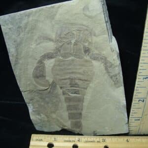 Eurypterid Specimen (022024g)