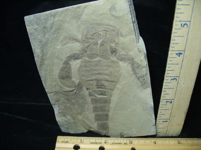 Eurypterid Specimen (022024g)