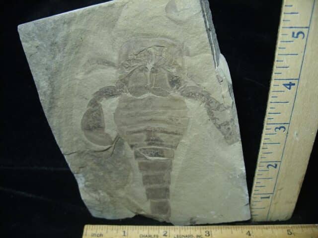 Eurypterid Specimen (022024g) - Image 2