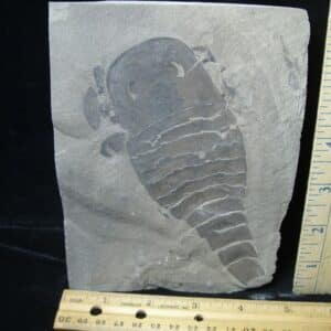Eurypterid Specimen (022024h)