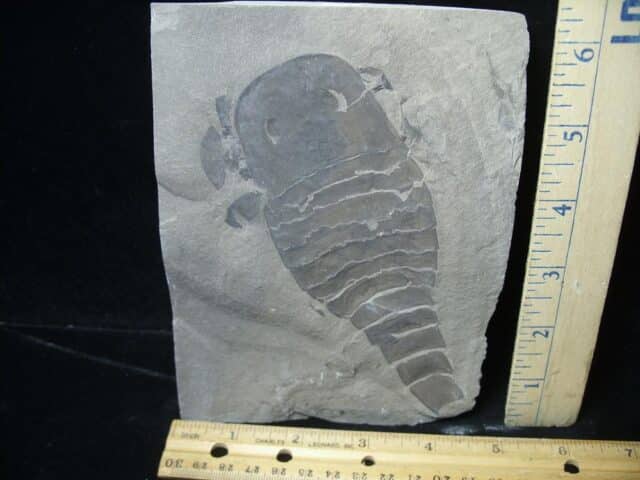 Eurypterid Specimen (022024h)