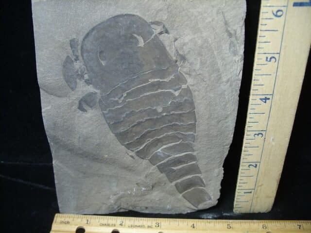 Eurypterid Specimen (022024h) - Image 2
