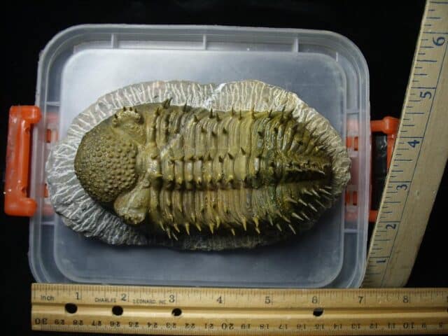 Fossilized Drotops Trilobite – Arthropod (022024m) - Image 3