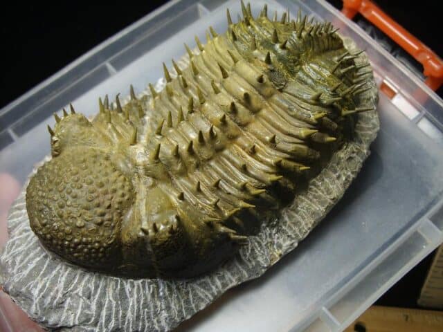 Fossilized Drotops Trilobite – Arthropod (022024m) - Image 2