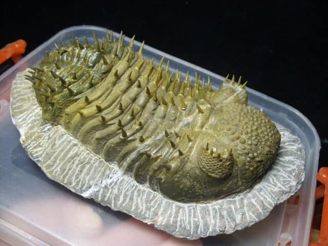 Fossilized Drotops Trilobite – Arthropod (022024m)