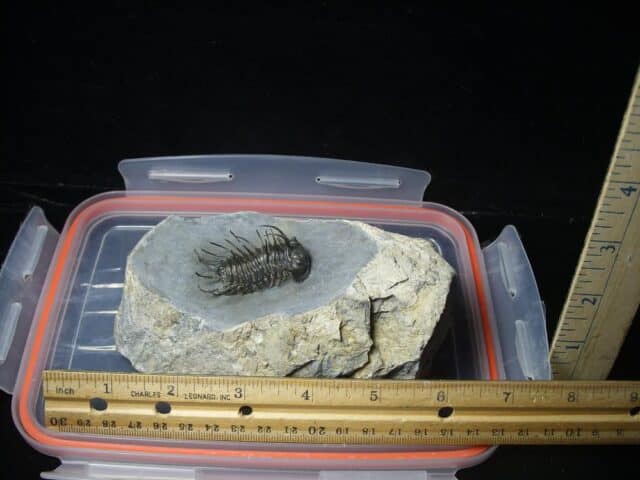 Koneprusia dahmani Trilobite (022024n) - Image 5