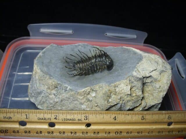 Koneprusia dahmani Trilobite (022024n) - Image 4