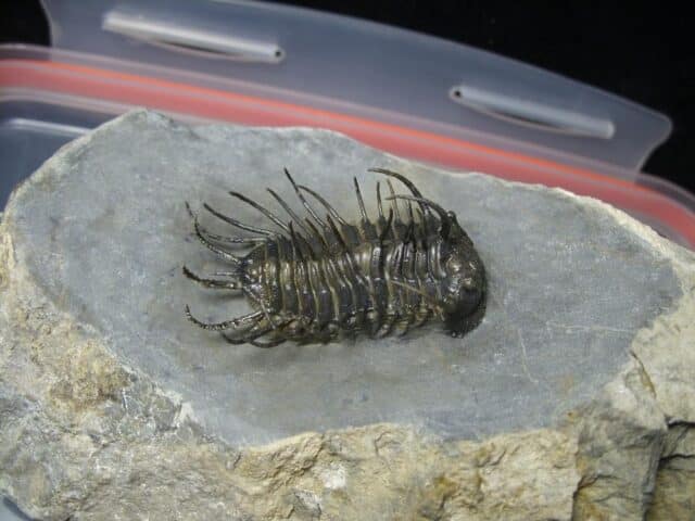 Koneprusia dahmani Trilobite (022024n) - Image 3