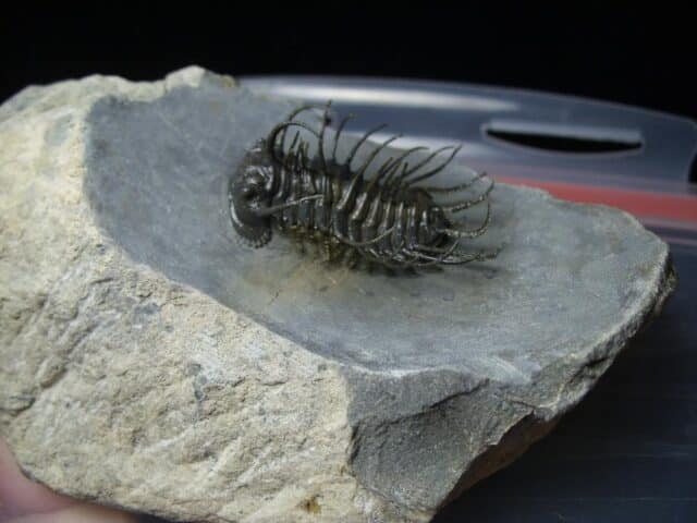 Koneprusia dahmani Trilobite (022024n) - Image 2