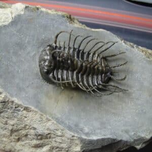 Koneprusia dahmani Trilobite (022024n)