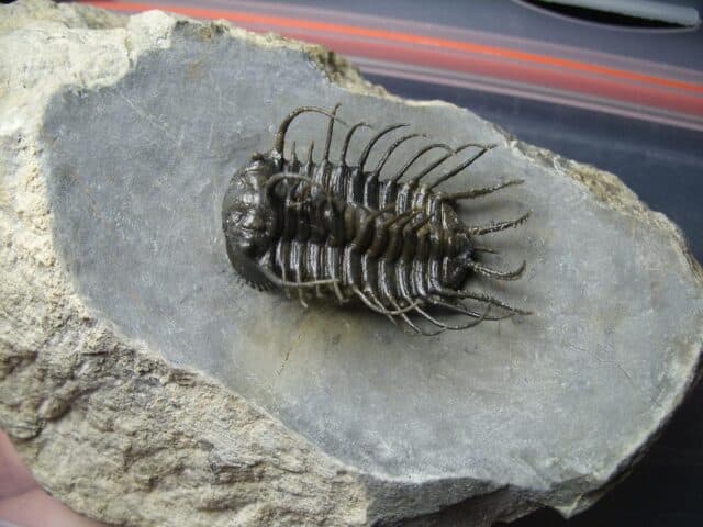 Koneprusia dahmani Trilobite (022024n)