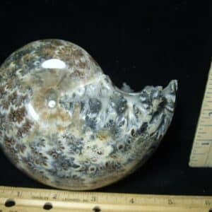 Whole Polished Ammonite (022024v)