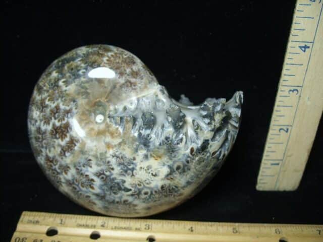 Whole Polished Ammonite (022024v)