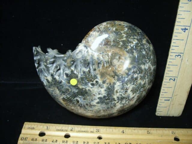 Whole Polished Ammonite (022024v) - Image 2