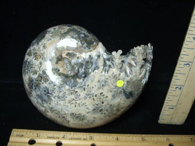 Whole Polished Ammonite (022024x) - Image 2