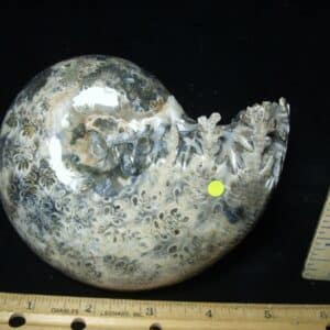 Whole Polished Ammonite (022024x)