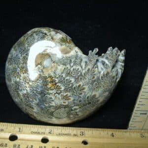 Whole Polished Ammonite (022024w)