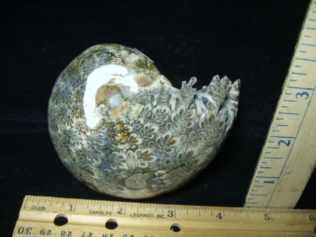 Whole Polished Ammonite (022024w)