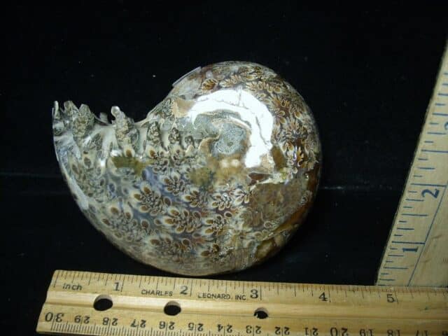 Whole Polished Ammonite (022024w) - Image 2