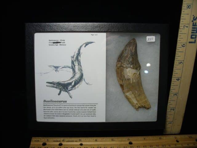 Basilosaurus Front Tooth– Ancient Whale (022124a) - Image 3
