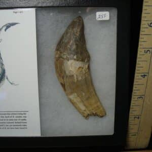Basilosaurus Front Tooth– Ancient Whale (022124a)