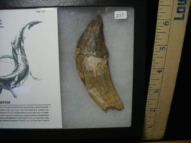 Basilosaurus Front Tooth– Ancient Whale (022124a)