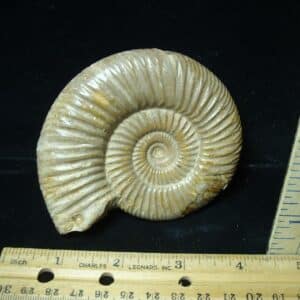 Natural/Polished Ammonite (022224d)