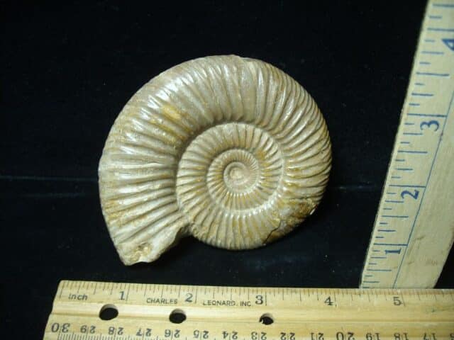 Natural/Polished Ammonite (022224d)